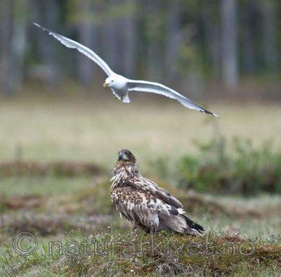 BB 09 0082 / Haliaeetus albicilla / Havørn <br /> Larus canus / Fiskemåke